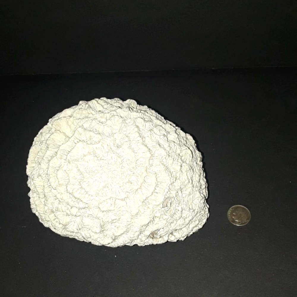 RARE VINTAGE NATURAL BRAIN CORAL SEA SPECIMEN FOSSIL 2.7 OZ